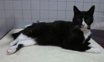 Sokje,zwart/wit EK, kater, is verlamd met zijn achterhand. Met eerst pijnstilling en daarna acu geneest hij!